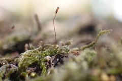 Bryophyta