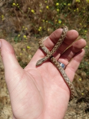 Hypsiglena ochrorhynchus klauberi