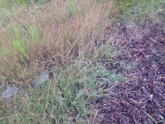 Polypogon interruptus