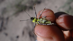 Naupactus sulphurifer