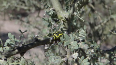 Naupactus sulphurifer