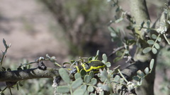Naupactus sulphurifer