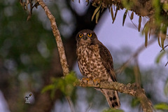 Ninox scutulata