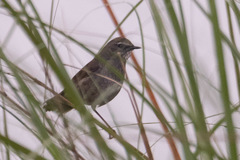 Luscinia svecica