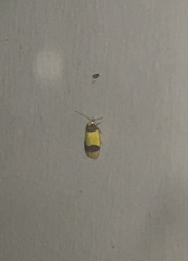 Heterallactis euchrysa