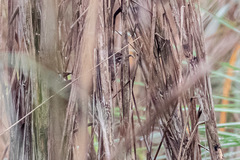 Locustella thoracica