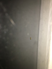 Heterallactis euchrysa