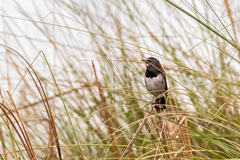 Calliope tschebaiewi