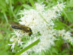 Tenthredo finschi