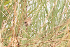 Acrocephalus agricola