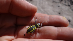 Naupactus sulphurifer