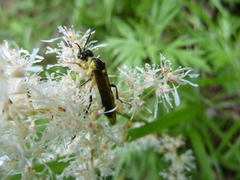 Tenthredo finschi