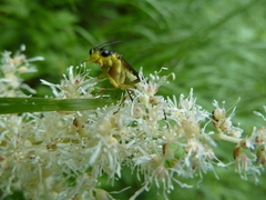 Tenthredo finschi