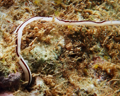 Baseodiscus hemprichii