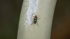 Xylotrechus rufilius