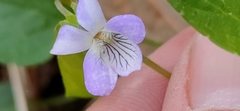 Viola lactea