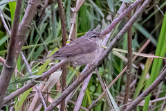 Phylloscopus fuscatus