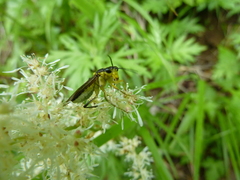Tenthredo finschi
