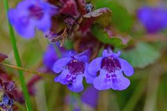 Glechoma hederacea