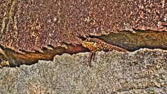 Tropidurus torquatus