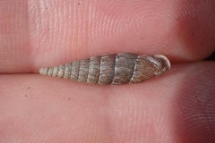 Alinda biplicata