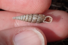 Alinda biplicata