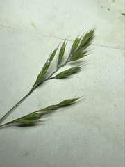 Festuca trachyphylla