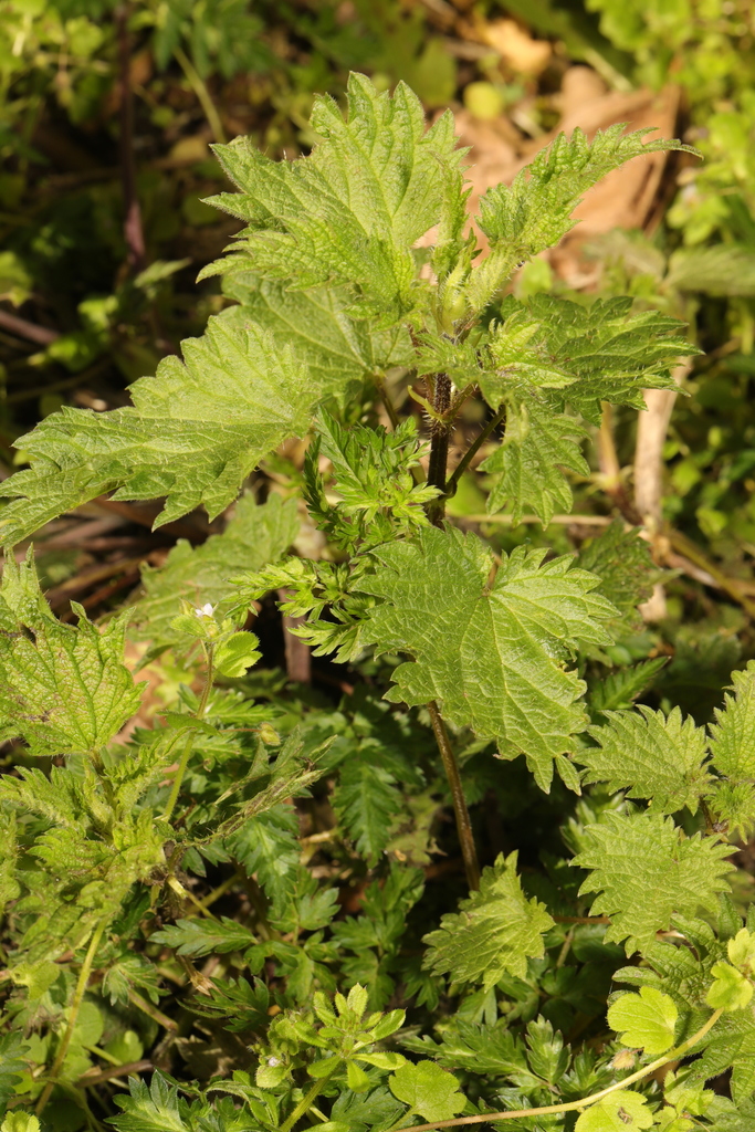 great stinging nettle from Loop Line, East Prescot Road, Liverpool ...