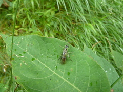 Tenthredo nigropicta