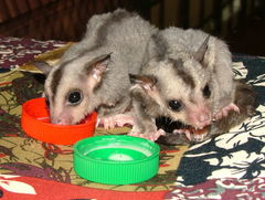 Petaurus norfolcensis