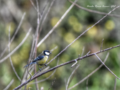 Parus major