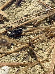 Dolomedes fimbriatus