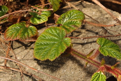 Rubus tricolor