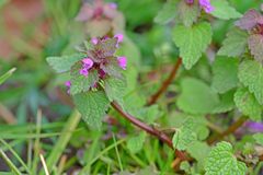 Lamium purpureum