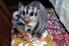 Petaurus norfolcensis