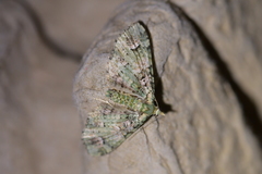 Pasiphila semochlora