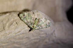 Pasiphila semochlora