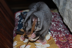 Petaurus norfolcensis