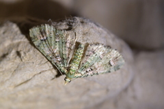 Pasiphila semochlora