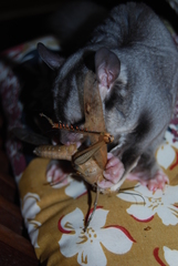 Petaurus norfolcensis