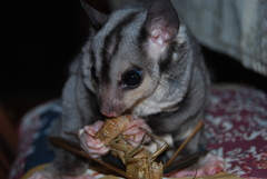 Petaurus norfolcensis