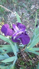 Iris