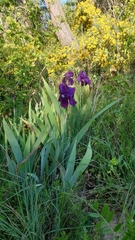 Iris