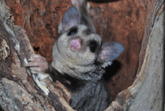 Petaurus norfolcensis