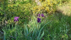 Iris
