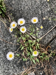 Erigeron karvinskianus