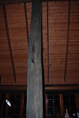 Petaurus norfolcensis