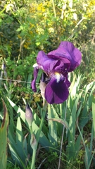 Iris