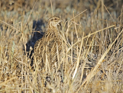 Coturnix pectoralis