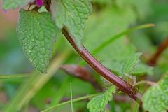 Lamium purpureum